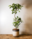 フィカス・アルテシマ