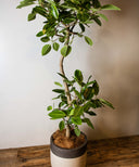 フィカス・アルテシマ