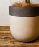 フィカス・アルテシマ