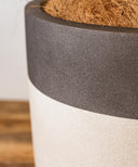 フィカス・アルテシマ