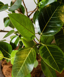 フィカス・アルテシマ