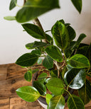 フィカス・アルテシマ