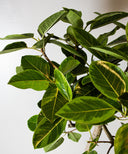 フィカス・アルテシマ