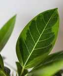 フィカス・アルテシマ