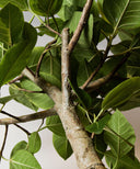 フィカス・アルテシマ