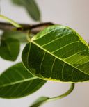 フィカス・アルテシマ