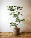 エバーフレッシュ