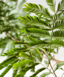 エバーフレッシュ