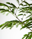 エバーフレッシュ