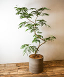 エバーフレッシュ