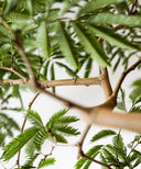 エバーフレッシュ