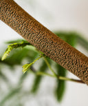 エバーフレッシュ