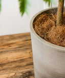 エバーフレッシュ